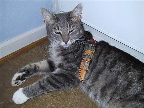 Huskat Nifling/Niffe - Min jagtdolk har jeg arvet af min gamle afdøde ven, den norske skovkat Bowie. Han mente jeg var en værdig jæger.. billede 13