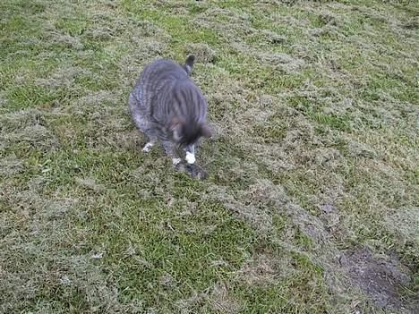 Huskat Nifling/Niffe - Så nu jager jeg ofte, jeg fanger alt... billede 14