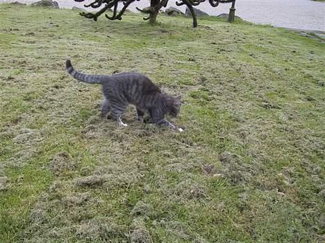 Huskat Nifling/Niffe - Jeg elsker at lege med byttet først billede 15
