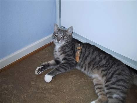 Huskat Nifling/Niffe - Der står B på min dolk, for Bowie billede 16