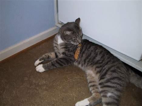 Huskat Nifling/Niffe - Når jeg skal bruge den, trækker jeg den først frem med munden og kaster den videre i mine poter også er byttet hjælpeløst... billede 17