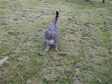 Huskat Nifling/Niffe - Her har jeg fanget en stor fed mus... billede 18