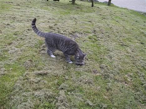 Huskat Nifling/Niffe - Men jeg gider ikke æde den... den kan hunden få.. :o) billede 19