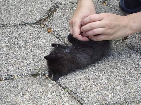 Huskat Pusser *Solgt* (Kisser) - marts 2006 billede 16