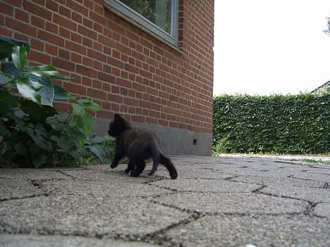 Huskat Pusser *Solgt* (Kisser) - marts 2006 billede 17