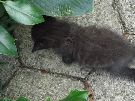 Huskat Pusser *Solgt* (Kisser) - marts 2006 billede 18