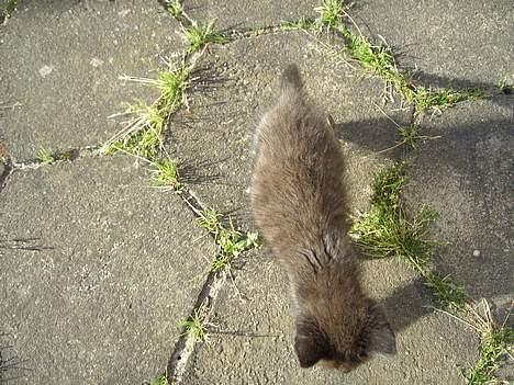 Huskat Pusser *Solgt* (Kisser) - marts 2006 billede 19