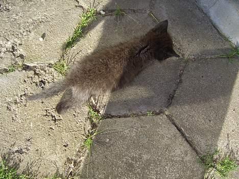 Huskat Pusser *Solgt* (Kisser) - marts 2006 billede 20