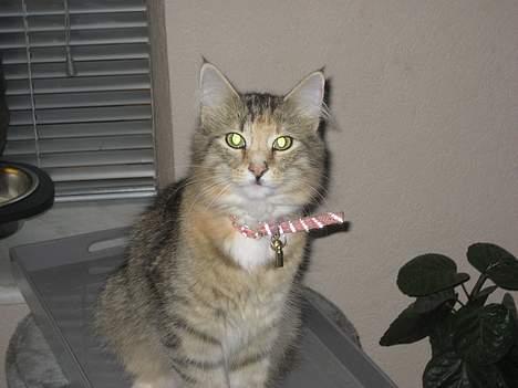 Norsk Skovkat kit kat billede 9