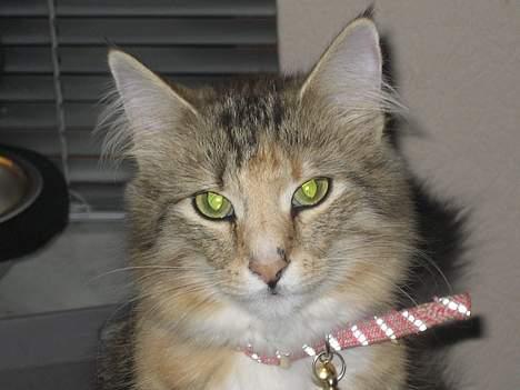 Norsk Skovkat kit kat billede 10