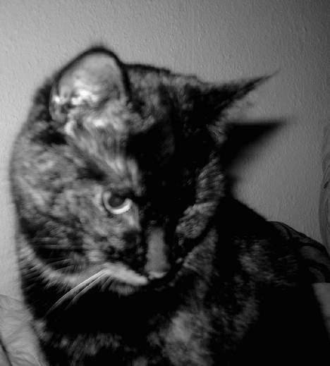 Huskat Angel #R.I.P# billede 11