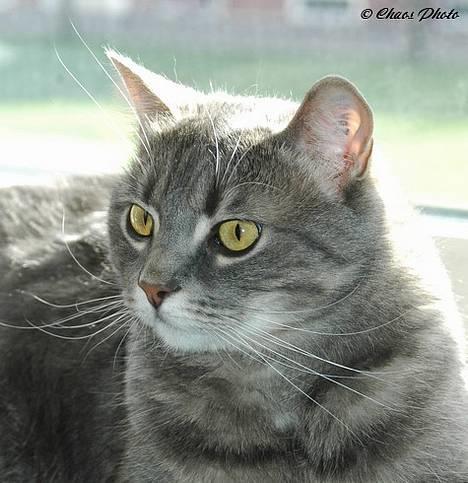 Huskat Simba (Himmelkat) billede 12