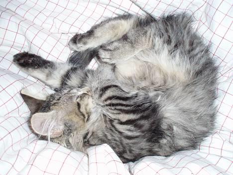 Blanding af racer Kiwi billede 8