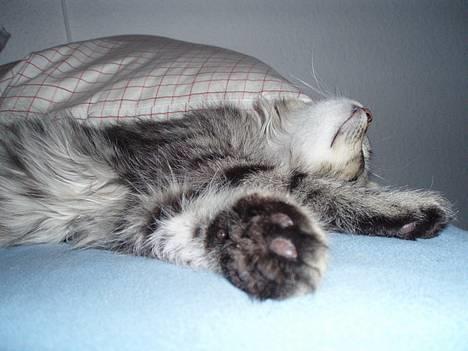 Blanding af racer Kiwi billede 9