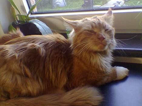 Maine Coon Sam - Sam ligger og troner.... billede 1