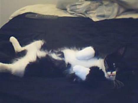 Huskat Emil - Så blir man bare fotograferet mens man ligger og sover :o) billede 9