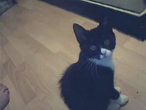 Huskat Emil - Så fint har jeg lært at sidde... det kan jeg oss når jeg skal have mad billede 10