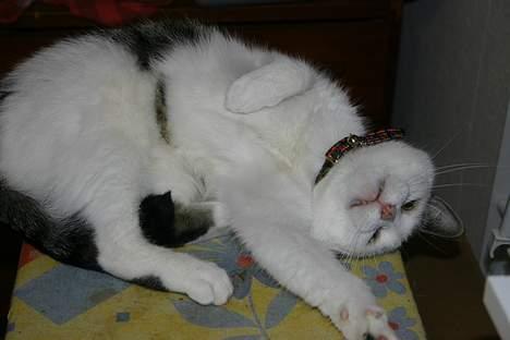 Huskat Nicoline (Myre) - jeg gasser mig lige billede 7