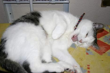 Huskat Nicoline (Myre) - store vaske dag billede 8