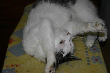 Huskat Nicoline (Myre) - hi hvor er jeg dog kæle billede 9