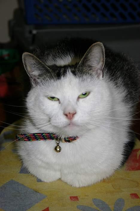 Huskat Nicoline (Myre) - Min profil. billede 10