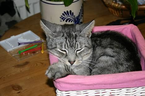 Huskat Kasper (Kastenskjold ) - Denne kurv er vist skrumpet  billede 20