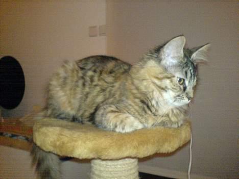 Maine Coon Athene *RIP* - Hendes gamle kradsetræ, dette var en yndet stilling billede 1