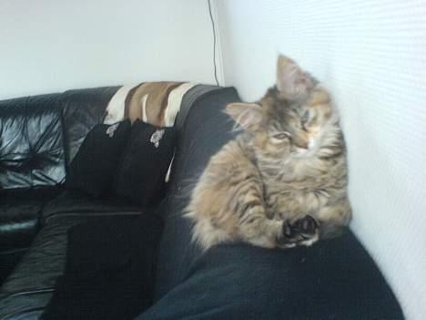 Maine Coon Athene *RIP* - Dette var hendes ynglingsplads, Nu er hun for stor til det pjat hehe billede 2