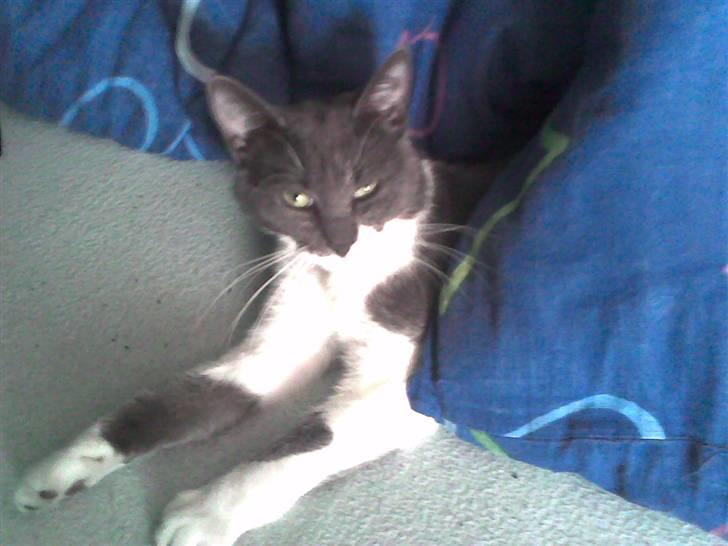 Huskat bølle - hejsa her kan man da holde varmen :) billede 1