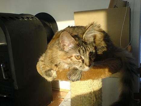 Maine Coon Athene *RIP* - Ahhh, en solstribe! billede 3