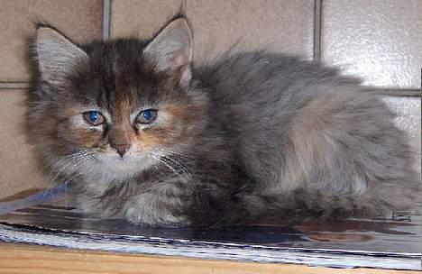 Maine Coon Athene *RIP* - Her er hun knapt 8 uger (inden vi fik hende) billede 4