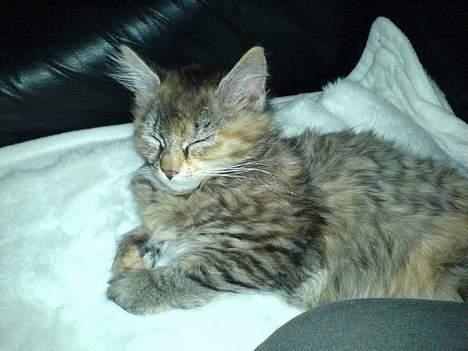 Maine Coon Athene *RIP* - Den første dag vi havde hende (det bliver man træt af) billede 5