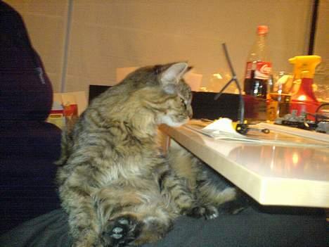 Maine Coon Athene *RIP* - "Hey, har du noget mad deroppe?" billede 6