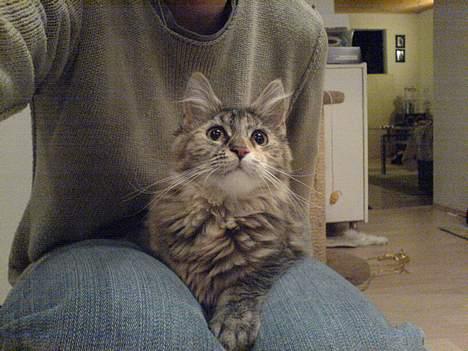 Maine Coon Athene *RIP* - Hun havde en periode en vane med at skulle ligge på mig konstant!! billede 7
