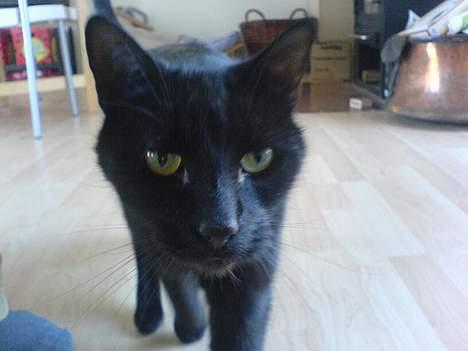 Huskat Zeuz *RIP* - "Hov, det kommer til at koste dig det der " billede 1