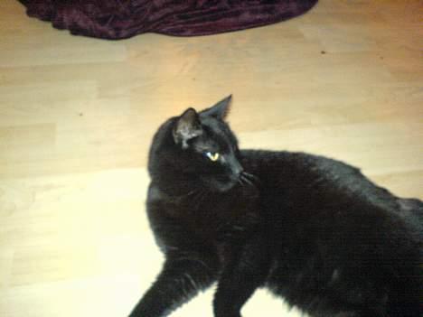 Huskat Zeuz *RIP* - Skal jeg kigge den vej her syntes du.. Ok det er også min pæne side billede 2