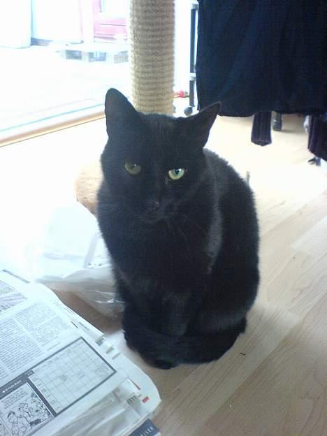 Huskat Zeuz *RIP* - Der er ikke plads til os begge i denne solstribe.. Smut makker... billede 3