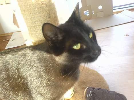 Huskat Zeuz *RIP* - Måske man skulle blive model? billede 4