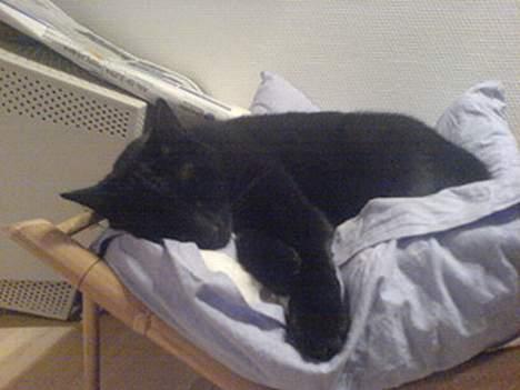 Huskat Zeuz *RIP* - Ahhhh, søøøøvn billede 5