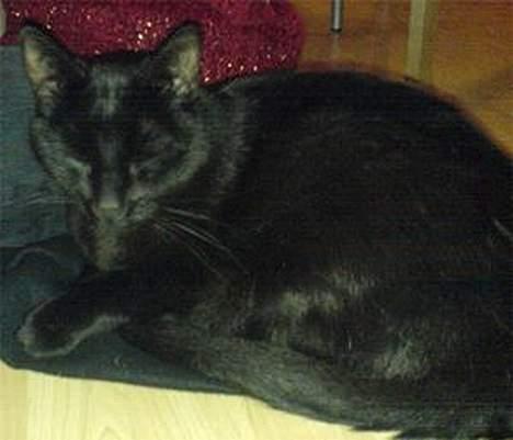 Huskat Zeuz *RIP* - Her ligger han rigtig og putter billede 6