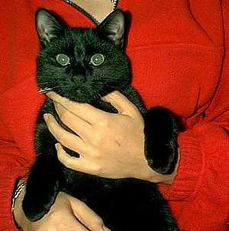 Huskat Zeuz *RIP* - Zeuz som killing billede 7