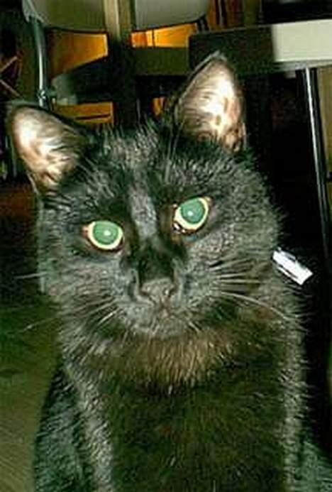 Huskat Zeuz *RIP* - Super sød med reflex-halsbånd så man kan ses om natten selv om man er sort. billede 8