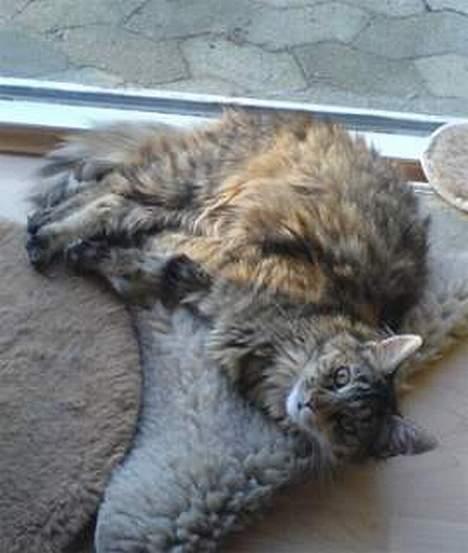 Maine Coon Athene *RIP* - Afslapning 1 maj 2006 billede 8