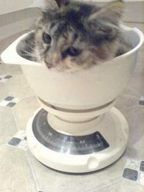 Maine Coon Athene *RIP* - Her skal tøssen vejes. billede 9