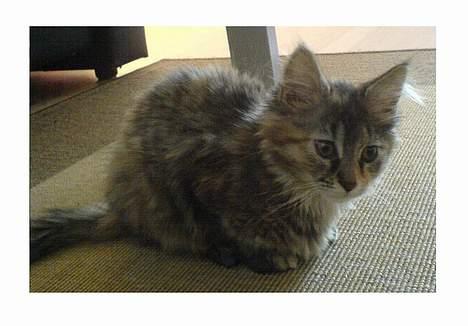 Maine Coon Athene *RIP* - Taget den første morgen hun var i hjemmet. billede 10