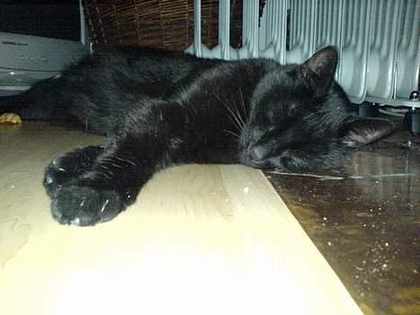 Huskat Zeuz *RIP* - Ahhh, endnu en god hel-dags slapper. billede 9