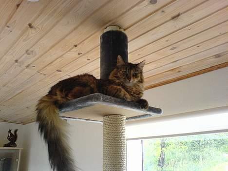 Maine Coon Athene *RIP* - "det nye kradsetræ her er godkendt" billede 11