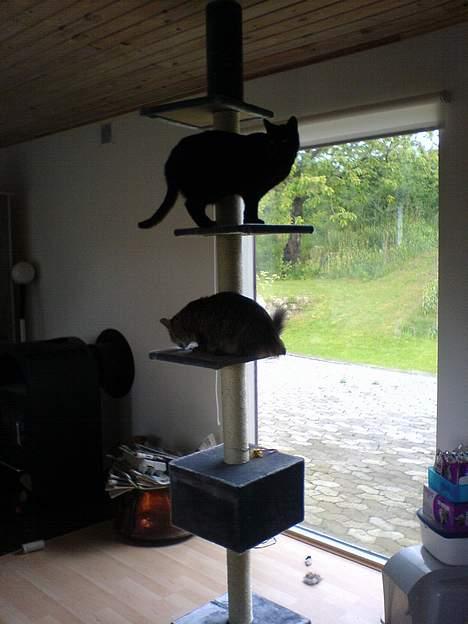 Huskat Zeuz *RIP* - Zeuz & Athene på deres nye kradsetårn (240 cm) billede 10