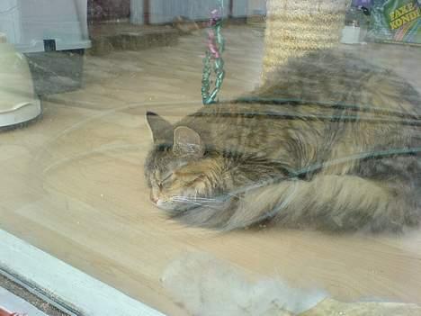 Maine Coon Athene *RIP* - Fik et billede af hende igennem ruden, normalt kan man ikke overraske hende når hun sover :) billede 12