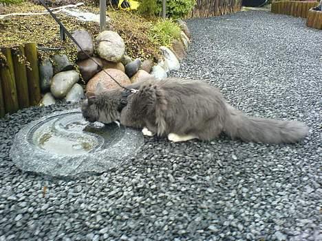 Maine Coon Athene *RIP* - Athenes halvsøster Blue....  Håber hun bliver lige så stor. billede 13